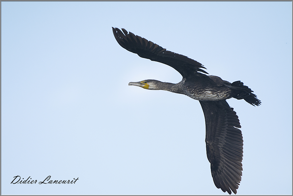 cormoran 12