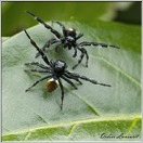 araignée saltice (37)